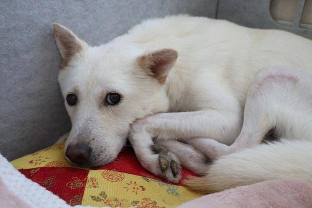 2023년 가을 동물자유연대에 구조대 온센터 생활을 하게 된 강아지 '시온이'의 모습. 뒷다리에 수술 흔적이 남아 있다. 동물자유연대 제공