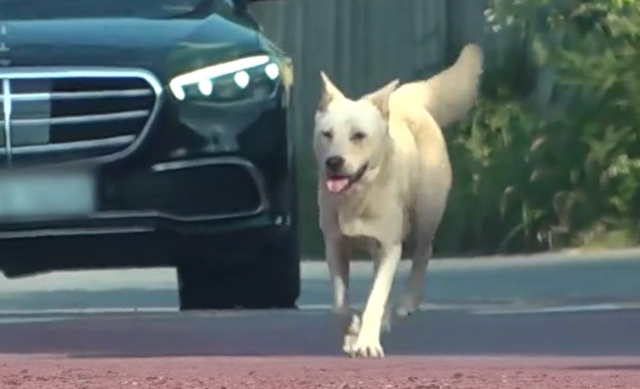 시온이는 2023년 가을 뒷다리를 다친 채 떠돌아다니는 모습이 발견됐다. SBS 'TV동물농장' 캡처