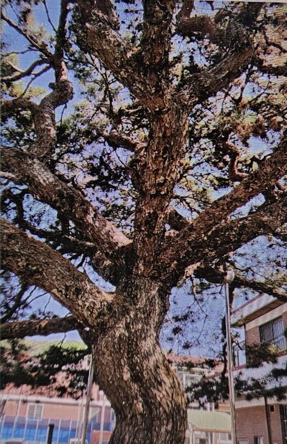 충북 청주시 봉명동에 있는 소나무. 조선시대 과거 급제를 기념해 심은 나무로 알려져 있다. 산림청