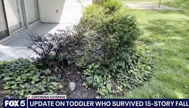 2세 아기가 떨어진 나무 덤불. 미 폭스뉴스 보도화면 캡처