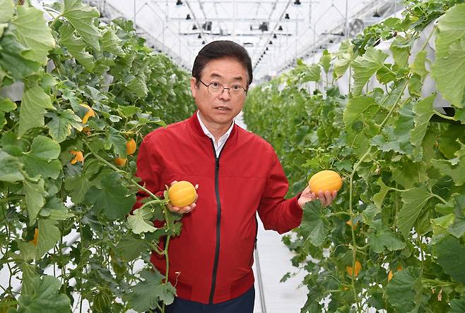 이철우 지사가 지난 16일 성주참외과채류연구소를 방문해 햐항식 수직재배는로 생산한 참외를 살펴보고 있다./경북도 제공
