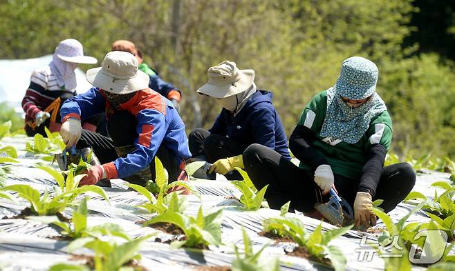 화천 외국인 계절 근로자.(화천군 제공, 재판매 및 DB금지)
