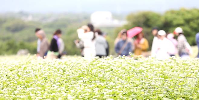 일요일인 18일 '2025 자청비 와흘메밀문화제'가 열리는 제주시 조천읍 와흘리 메밀밭에서 도민과 관광객들이 메밀꽃밭을 걷고 있다. 2025.5.18/뉴스1 ⓒ News1 강승남 기자