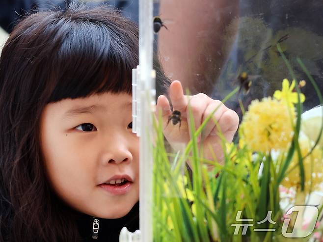 6일 완주군 고산자연휴양림 일대에서 열린 와일드앤로컬푸드축제를 찾은 어린이가 양봉벌 체험을 하고 있다. (완주군 제공) 2024.10.6/뉴스1 ⓒ News1 박지혜 기자
