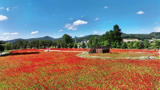 지난해 5월 열린 '자라섬 꽃 페스타' 모습. 가평군 제공