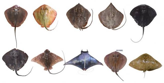 왼쪽부터(DW: 최반폭) 노랑가오리 (36.9cm); 이주갈색가오리(39.6cm); 갈색가오리(40.6cm); 긴코가오리(45.0cm); 보라색가오리(68.0cm); 흑가오리(37.3cm); 매가오리(29.0cm); 쥐가오리(158.3cm); 흰가오리(18.5cm); 나비가오리( 65.5cm)