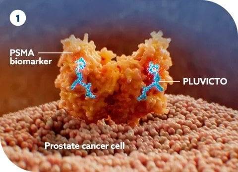 스위스 제약사 노바티스가 2022년 출시한 전이성 전립선암 치료제 플루빅토(Pluvicto)의 전립선암 치료 원리./노바티스