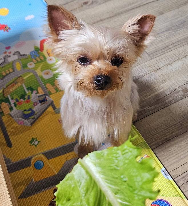 20250518_211810.jpg 저녁 코스트코 통 채끝등심 손질해서 냠냠