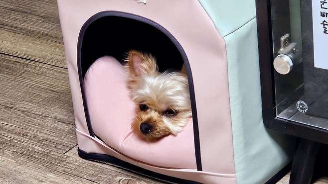 20250518_231705.jpg 저녁 코스트코 통 채끝등심 손질해서 냠냠