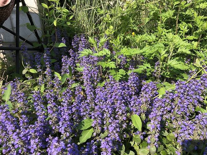 서울 강북구 수유리 우리 집 마당에서 자라난 풀꽃들. 땅을 덮으며 기어가는 식물은 번지는 속도가 빠르다. 담장 밑 그늘진 곳을 근거지로 삼은 조개나물(아주가)이 한 무더기 보랏빛 꽃을 피우며 자신들의 소유권을 주장한다. 김진해 교수 제공