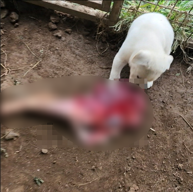 새끼 진돗개에게 노루 사체 일부를 먹이는 모습. 경찰은 어린 개에게 피맛을 보게 하려 한 의도로 보고 있다. (제주자치경찰단 제공))