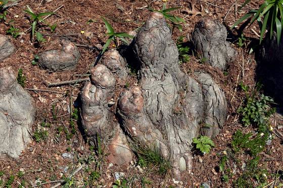 낙우송은 물을 좋아해서 습한 땅에 서식하는데, 낙우송 주변에는 땅에 솟은 뿌리인 기근이 있다.