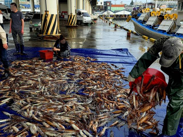 ▲ 금어기 해제 후 첫 조업에 나섰던 동해안 채낚기어선이 지난 16일 새벽 강릉 주문진항에 입항하자, 오징어 포장 작업 준비로 항구가 모처럼 분주하다.  황선우 기자