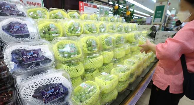 거봉·샤인머스캣 등이 진열된 한 대형마트에서 고객이 상품을 고르고 있다. 연합뉴스