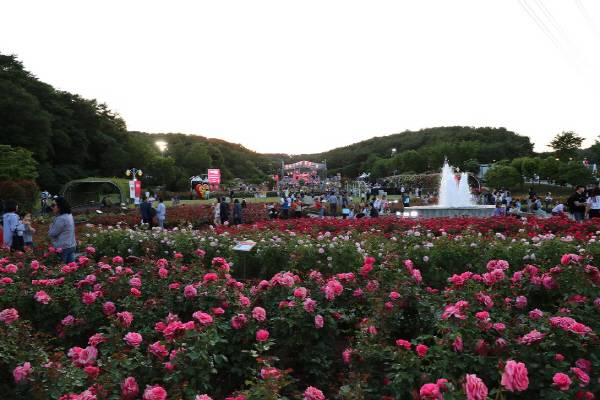 울산대공원 장미축제. 국제신문DB
