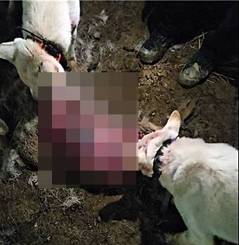 구속된 피의자들이 키우는 개들이 고라니를 먹고 있다. 제주도  자치경찰단 제공