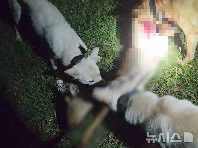 진돗개를 훈련해 전국 각지를 돌며 야생동물 160여마리를 잔혹하게 사냥한 30대 남성 두 명이 구속됐다. 사진은 피의자들이 진돗개를 풀어 야생 노루를 물어뜯게 한 모습. /사진=뉴시스(제주자치경찰단 제공)