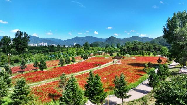 경기도를 대표하는 관광축제인 ‘자라섬 꽃 페스타’가 이달 24일부터 6월 15일까지 가평군 자라섬 남도에서 열린다. 가평군 제공