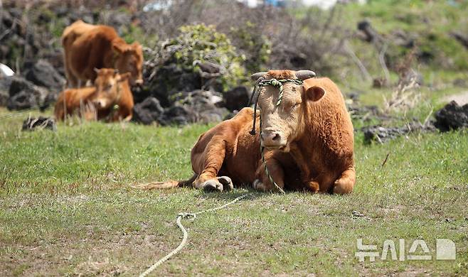 [서귀포=뉴시스] 우장호 기자 = 사진은 지난달 7일 오후 제주 서귀포시 대정읍의 한 농로 옆에서 한우가 낮잠을 자고 있는 모습. 2025.04.07. woo1223@newsis.com