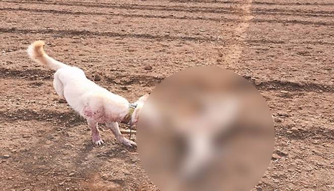 노루 사체로 사냥개를 훈련하는 장면 [제주도 자치경찰단 제공]