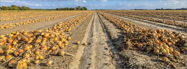 네덜란드 흐로닝언 지방의 밭에서 수확 후 햇볕에 말리고 있는 양파.