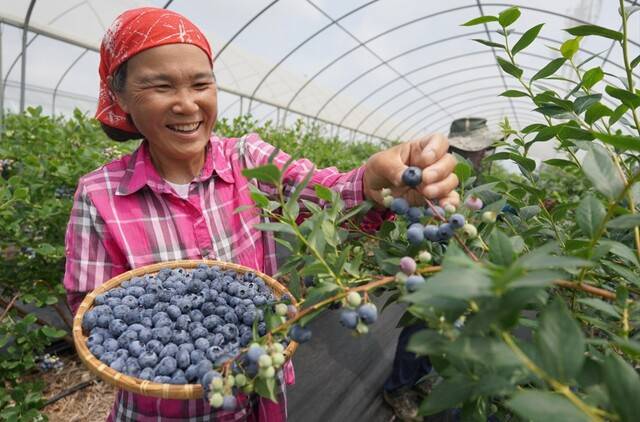 전남 해남에서 한 농민이 블루베리를 수확하고 있다. 해남군