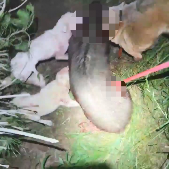 피의자가 멧돼지의 가슴을 창으로 찌르는 모습. 제주도자치경찰단 제공