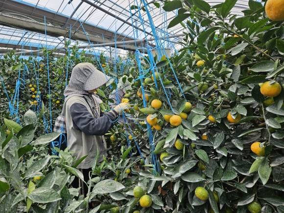 제주 서귀포서 올해 첫 하우스감귤 수확 - 제주도 농업기술원 서귀포농업기술센터는 28일 서귀포시 남원읍 신흥리 오순호씨 과원에서 2025년산 하우스감귤을 첫 출하했다고 밝혔다. 사진은 감귤을 수확하는 모습. 2025.4.28 제주도 제공