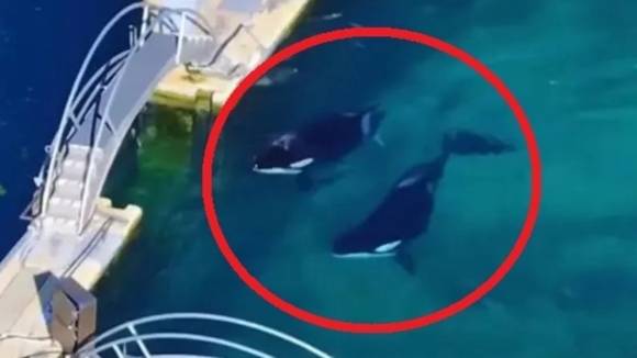 프랑스의 폐쇄된 해양 동물원 마린랜드에서 넉 달째 갇혀 있는 범고래 모자. 출처=타이드브레이커스