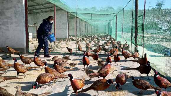 지난 2020년 3월 노동신문이 게재한 라선시 송배전부의 꿩 농장 사진. 당시 노동신문은 "마음먹고 이악하게 달라붙으면 얼마든지 자급자족할 수 있다"며 전국 곳곳에서 가축과 채소를 키워 자급자족해야 한다고 강조했다. 노동신문·뉴스1