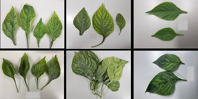 '토마토퇴록바이러스' 감염 파르리카 잎 [경남도 제공. 재판매 및 DB 금지]