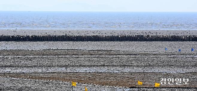 최근 각종 개발 등으로 한반도를 찾는 철새가 줄고 있다. 특히 경기도내 주요 철새도래지인 화성시 매향리 갯벌에 ‘블루카본 협력사업’ 일환으로 우후죽순 설치된 말뚝이 도래지를 훼손한다는 지적이다. 19일 화성시 매향리 갯벌에 설치된 말뚝이 도요새 등 철새의 접근을 막고 있다. 2025.5.19 /최은성기자 ces7198@kyeongin.com