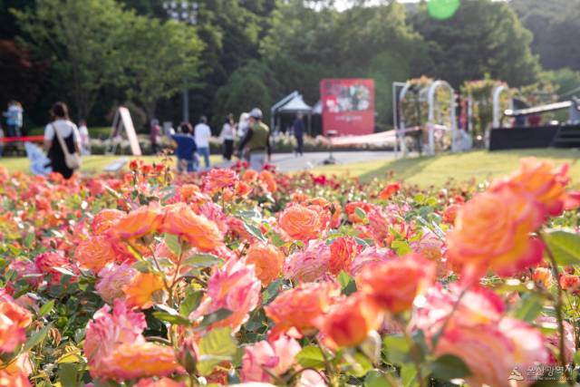 지난해 울산대공원 장미축제를 찾은 관람객들이 만개한 장미를 만끽하고 있다./울산시/