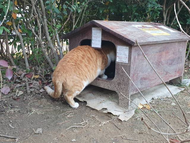 창원시 마산합포구 ‘가포해안변공원’에 설치된 길고양이 공공급식소에서 고양이 한 마리가 사료를 먹고 있다./경남신문 DB/
