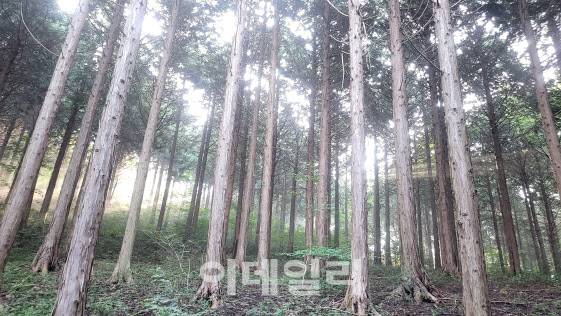 전남 순천의 백이산편백숲 전경. (사진=백이산편백 제공)