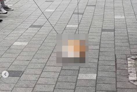 전선에 걸린 채 추락한 웰시코기. (사진=동물단체 SNS 갈무리)