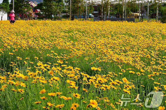 20일 경북 포항시 포항운하 주변에 금계국이 꽃망울을 활짝 터뜨리고 있다. 2025.5.20/뉴스1 ⓒ News1 최창호 기자