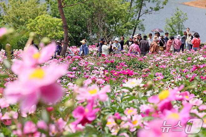 20일 전북 임실군 옥정호 붕어섬 생태공원에 작약꽃이 만개했다.(임실군제공. 재판매 및 DB금지)2025.5.20/뉴스1