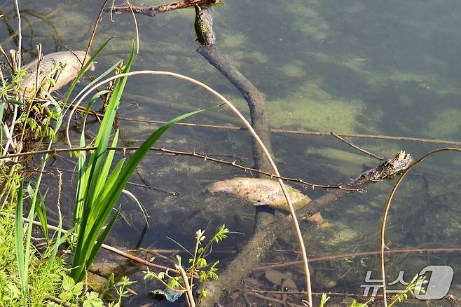 (충주=뉴스1) 윤원진 기자충북 충주시민의 도심 속 휴식처인 호암지에 물고기가 떼죽음을 당해 그 원인에 관심이 집중되고 있다.(충주시닷컴 게시글 캡처. 재판매 및 DB금지)/뉴스1