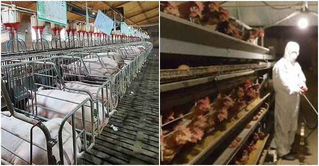 스톨(감금틀)에서 사육되는 어미돼지(왼쪽)와 케이지에서 사육되는 산란계 농장(왼쪽 사진 어웨어 제공) ⓒ 뉴스1