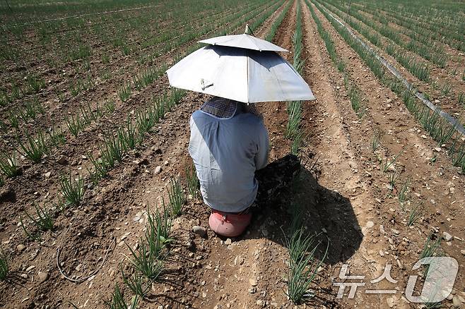 낮 기온이 30도를 웃도는 더위가 찾아온 20일 경북 경산시 대정동 한 대파밭에서 뙤약볕을 가리기 위해 파라솔 모양 모자를 쓴 농민이 홀로 대파를 솎아내고 있다. 2025.5.20/뉴스1 ⓒ News1 공정식 기자