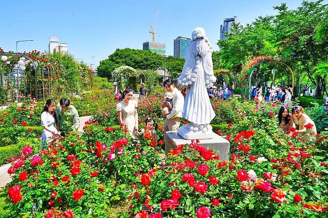 중랑 서울장미축제 /사진-중랑구