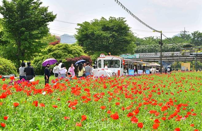꽃망울을 틔우기 시작한 장성 황룡강 꽃길 꽃양귀비/사진-장성군