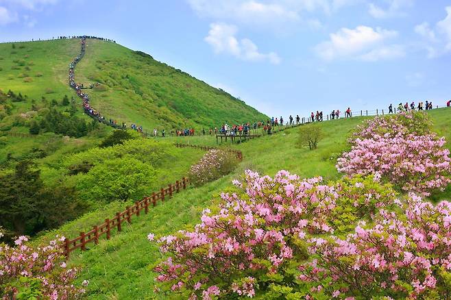 단양 소백산철쭉제는 산신제를 시작으로 철쭉 군락지 탐방, 문화공연, 체험 프로그램 등 다양한 행사가 단양 곳곳에서 이어지는 축제다. 단양군 제공