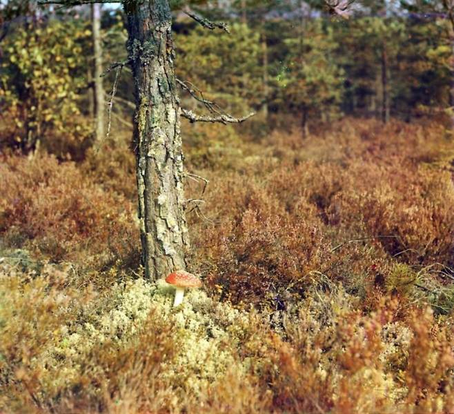 100년 전 고화질 컬러 사진