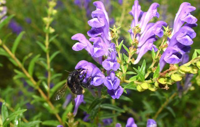 국립수목원에서 발견된 멸종위기 야생생물 2급인 참호박뒤영벌. 벌볼일있는사람들 제공