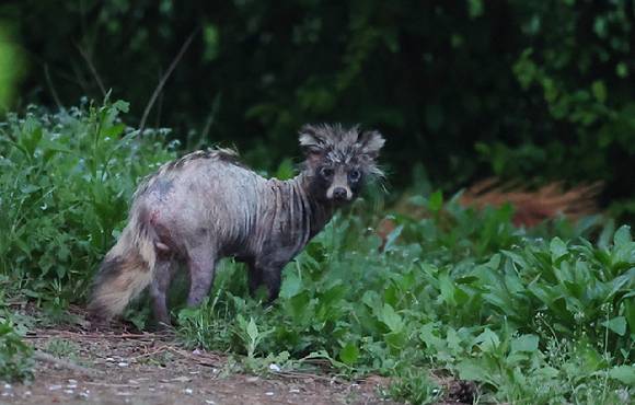 지난달 24일 인천시 연수구 송도동 수변 산책로에서 '개선충'에 감염된 것으로 추정되는 너구리가 이동하고 있다. [사진=연합뉴스]