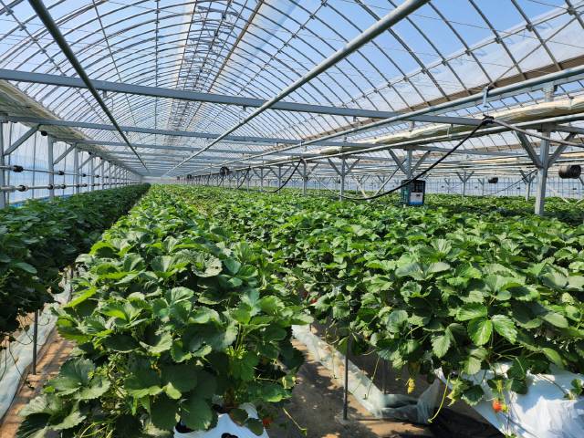 ▲ 안씨가 일하고 있는 딸기 농장 모습.