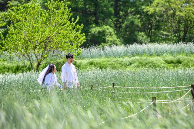 ▲ 정선군은 6월 8일까지 정선읍 덕우리 청보리밭에 포토존을 조성하고 방문객을 위한 스몰 웨딩 셀프 촬영 이벤트를 추진한다.
