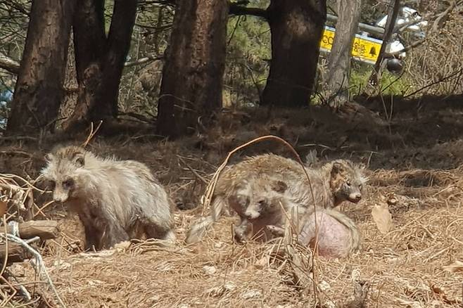 등산객 50대 남성 이모씨가 지난 4월3일 계남근린공원 일대에서 너구리를 찍은 사진. 이씨는 약 한달 전부터 병에 걸린 너구리가 자주 보인다고 했다. /사진=독자 제공